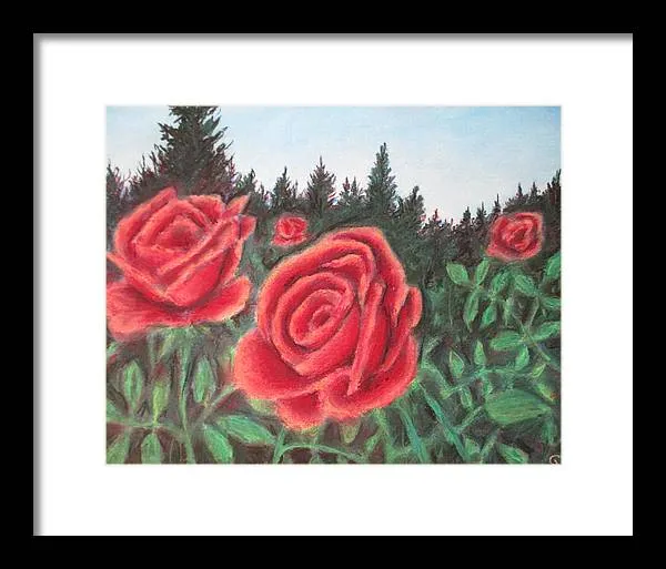 Pure Roses ~ Framed Print