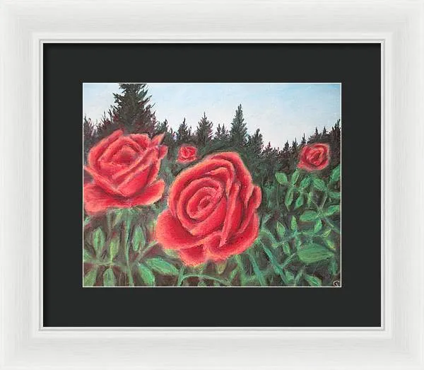 Pure Roses ~ Framed Print