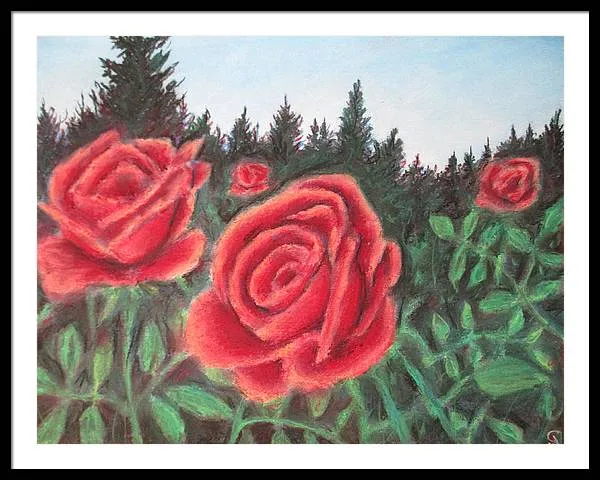 Pure Roses ~ Framed Print