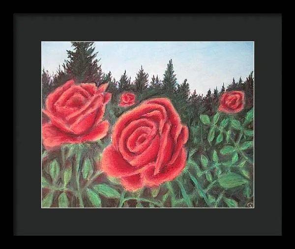 Pure Roses ~ Framed Print