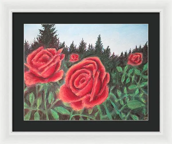 Pure Roses ~ Framed Print