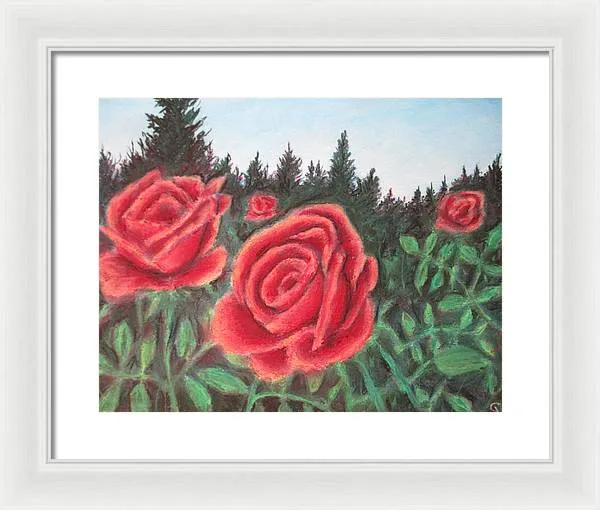 Pure Roses ~ Framed Print