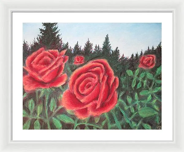 Pure Roses ~ Framed Print