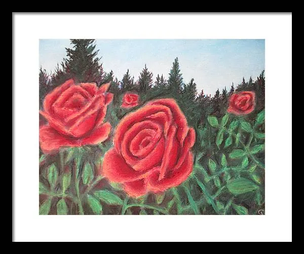 Pure Roses ~ Framed Print