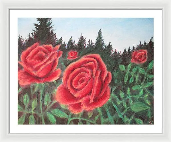 Pure Roses ~ Framed Print