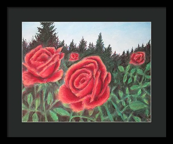 Pure Roses ~ Framed Print