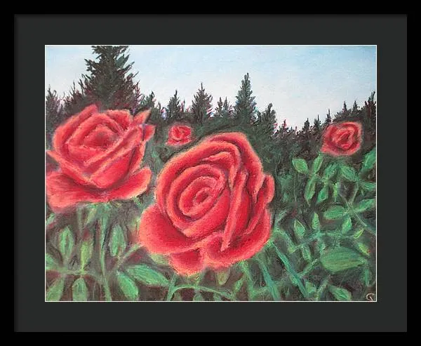 Pure Roses ~ Framed Print