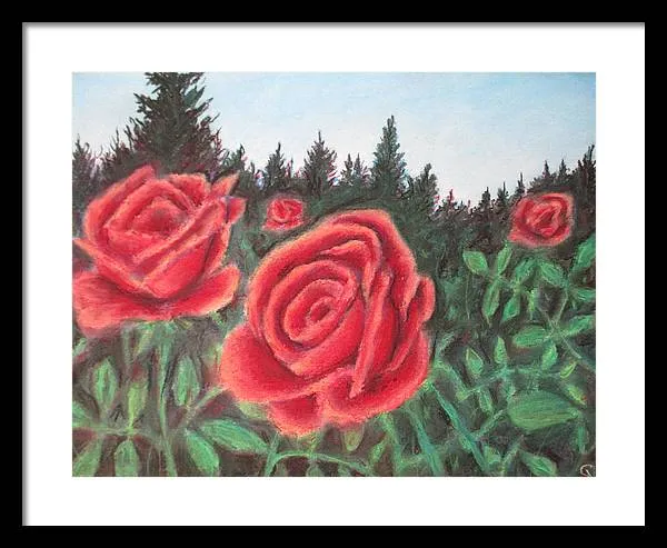 Pure Roses ~ Framed Print