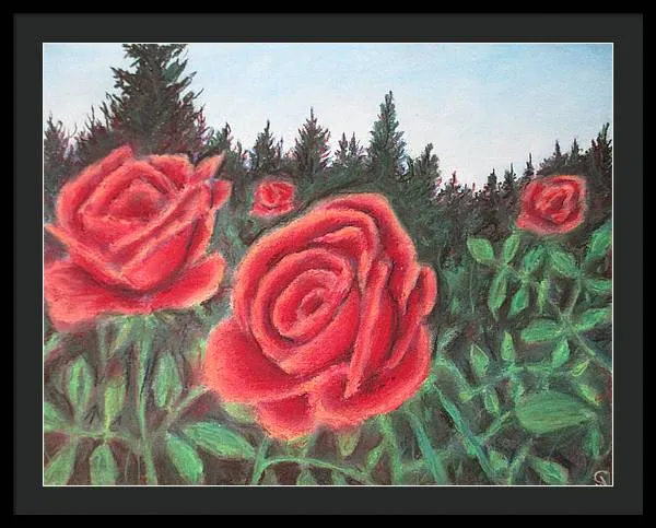 Pure Roses ~ Framed Print