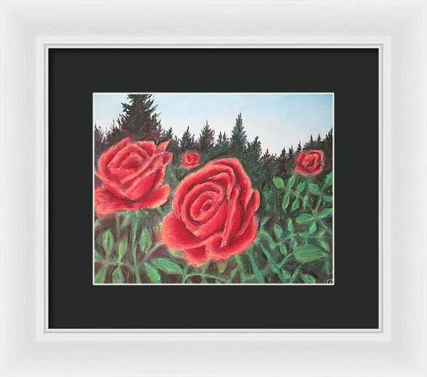 Pure Roses ~ Framed Print
