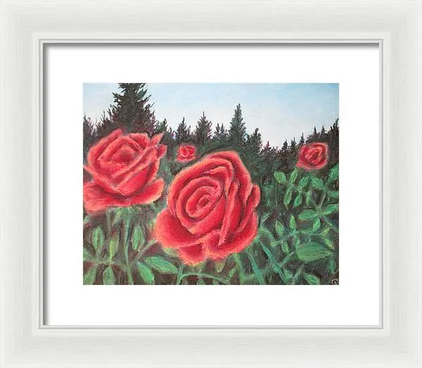 Pure Roses ~ Framed Print