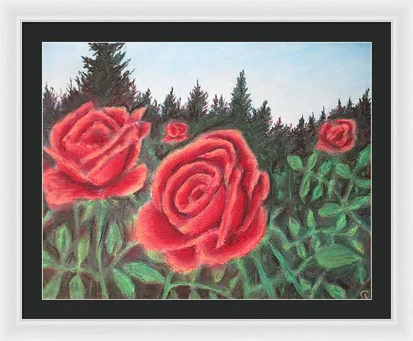 Pure Roses ~ Framed Print