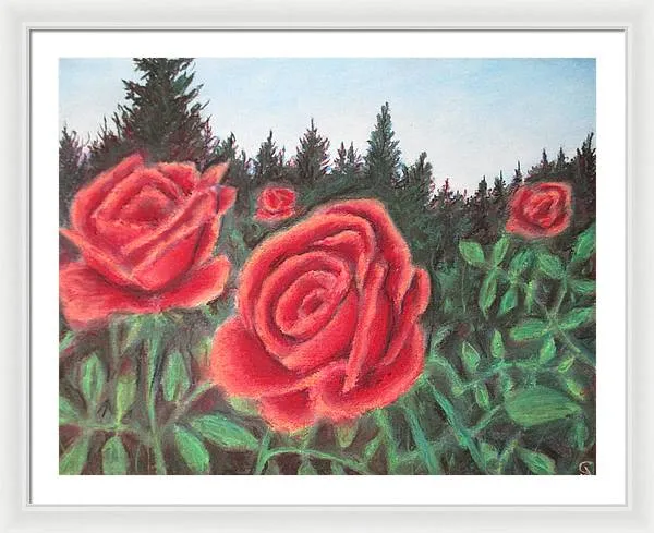 Pure Roses ~ Framed Print