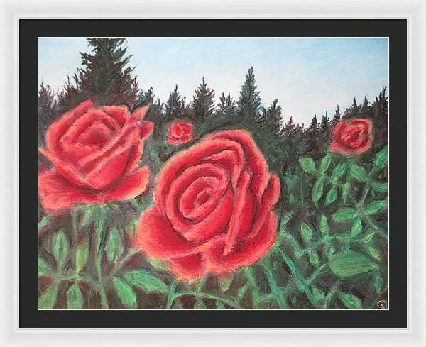 Pure Roses ~ Framed Print