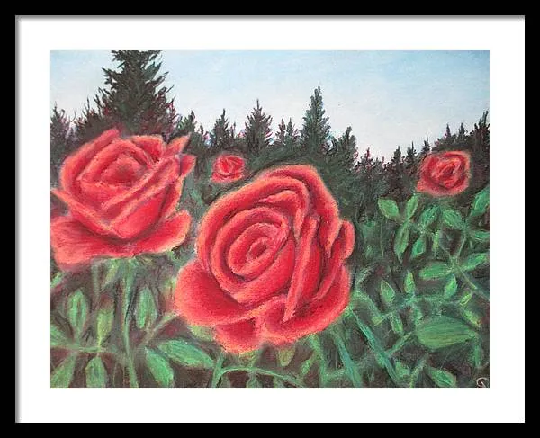 Pure Roses ~ Framed Print