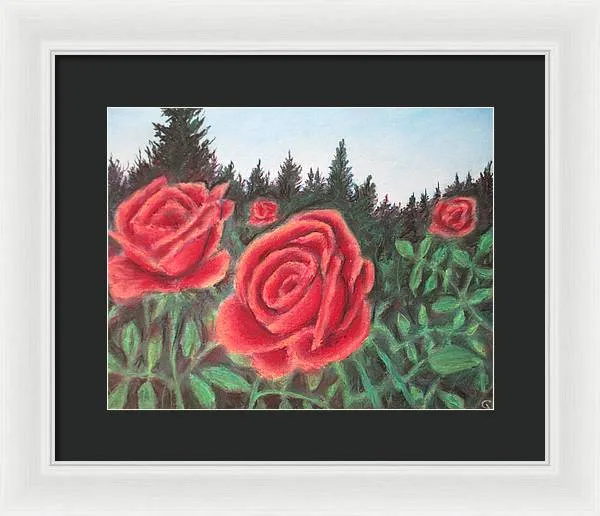 Pure Roses ~ Framed Print
