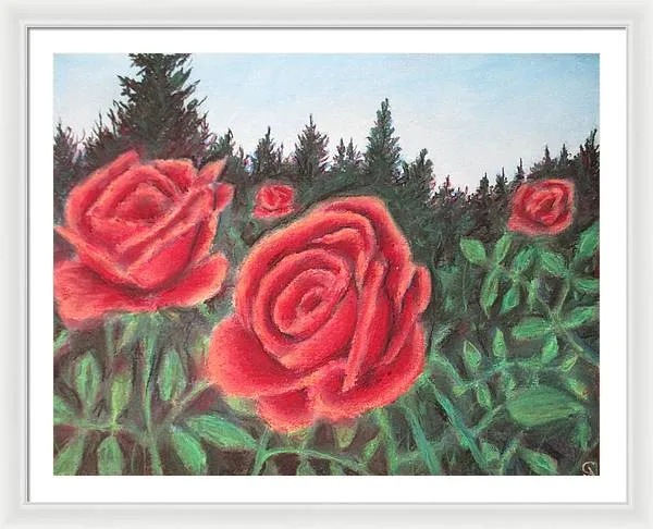 Pure Roses ~ Framed Print