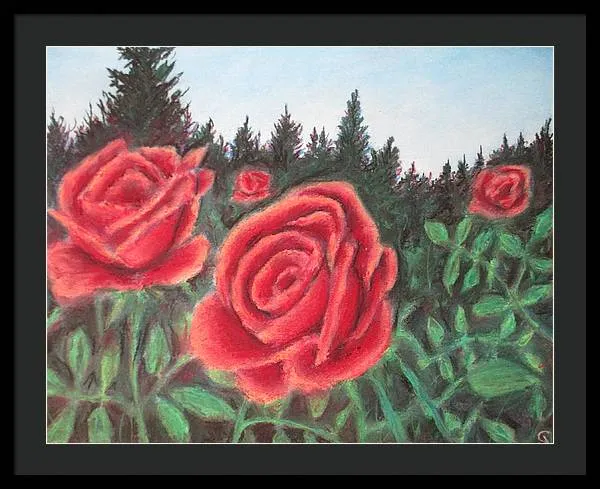 Pure Roses ~ Framed Print