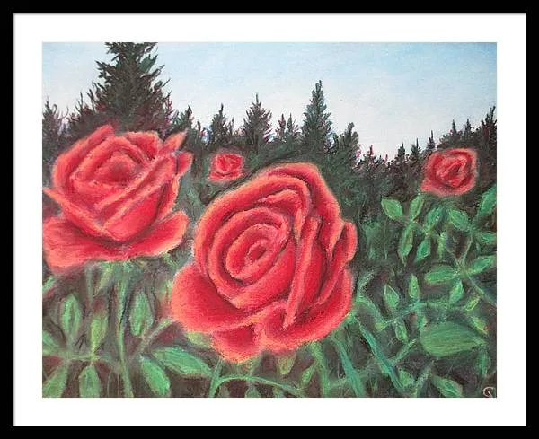 Pure Roses ~ Framed Print