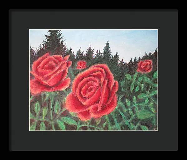 Pure Roses ~ Framed Print