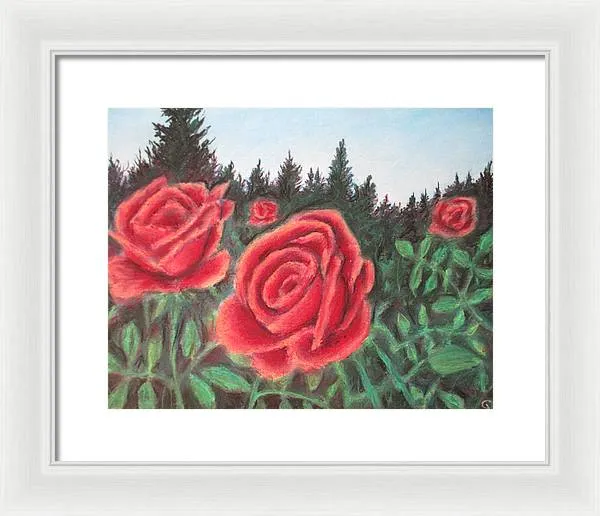 Pure Roses ~ Framed Print