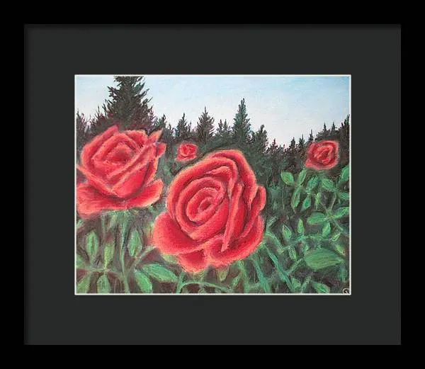 Pure Roses ~ Framed Print