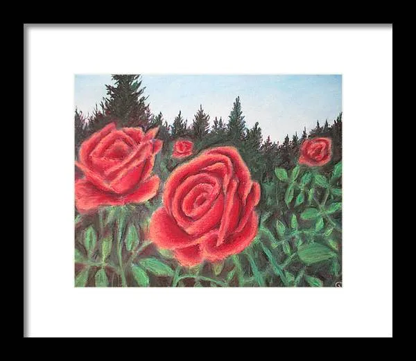 Pure Roses ~ Framed Print