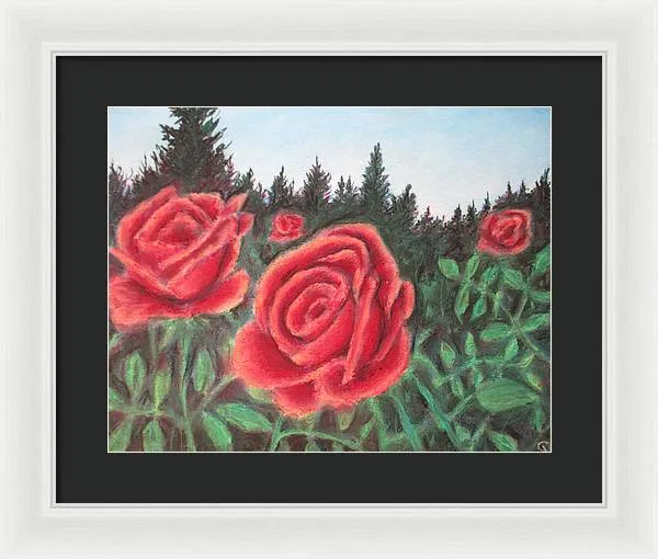 Pure Roses ~ Framed Print