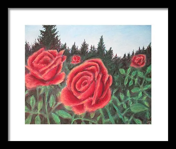 Pure Roses ~ Framed Print