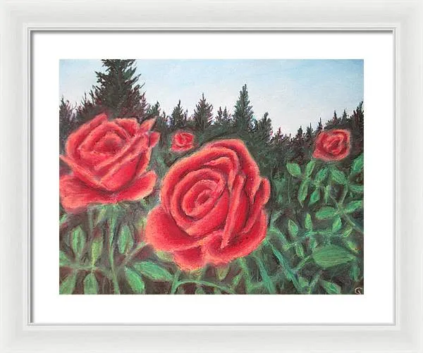 Pure Roses ~ Framed Print